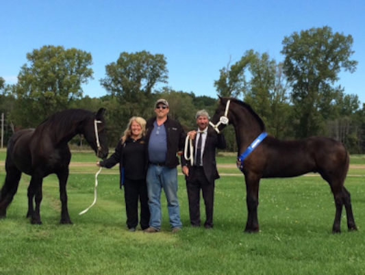 Albion of Majestic Friesians